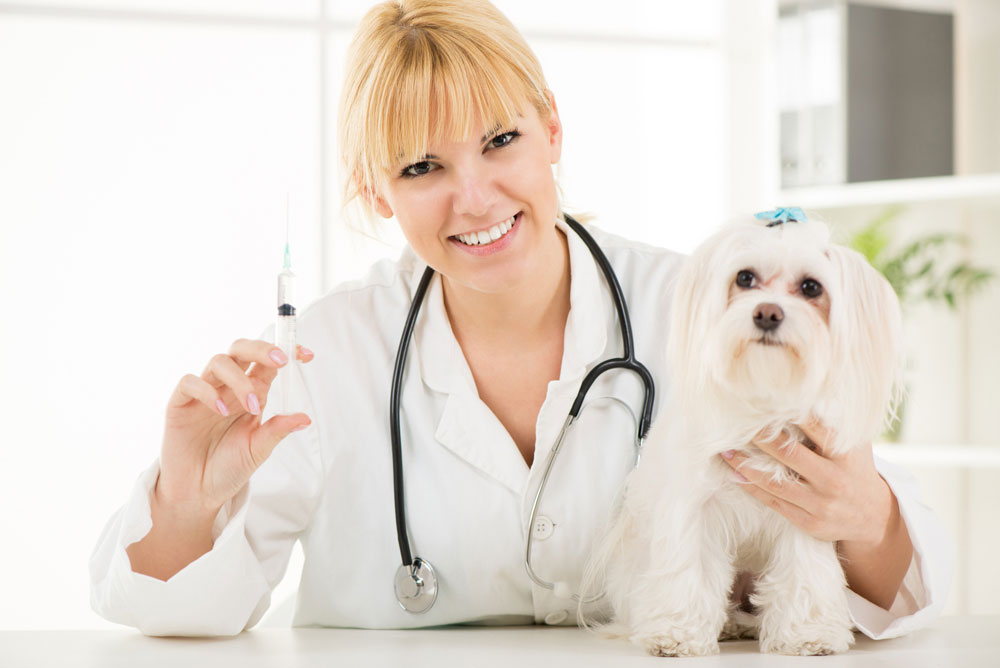 Pet Vaccination FAQs